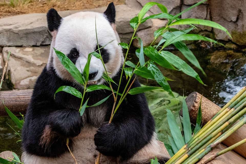 治安のいい中国のパンダ