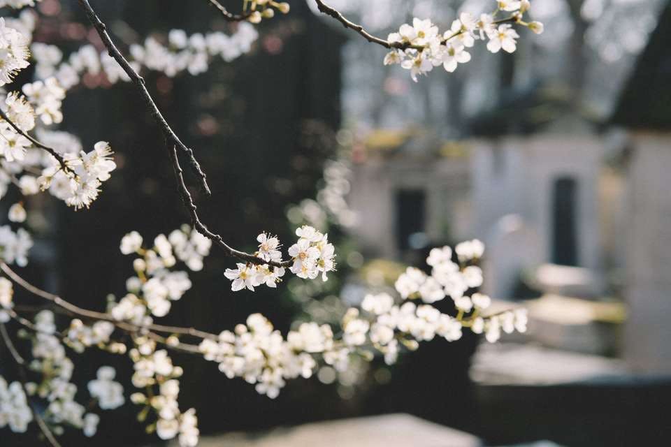 八分咲きの白い花