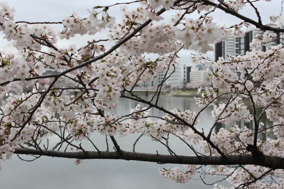 本川と桜