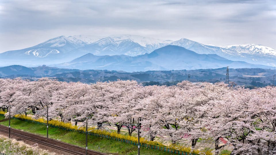 大河原の桜と蔵王連峰