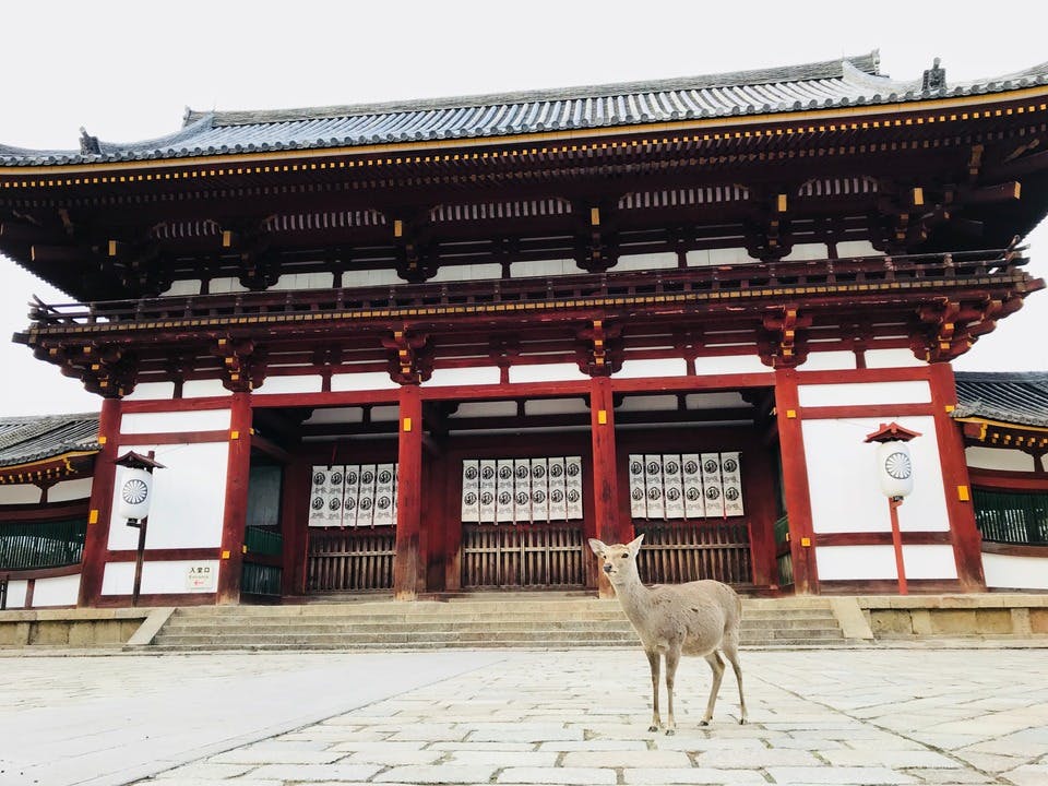 神社と鹿