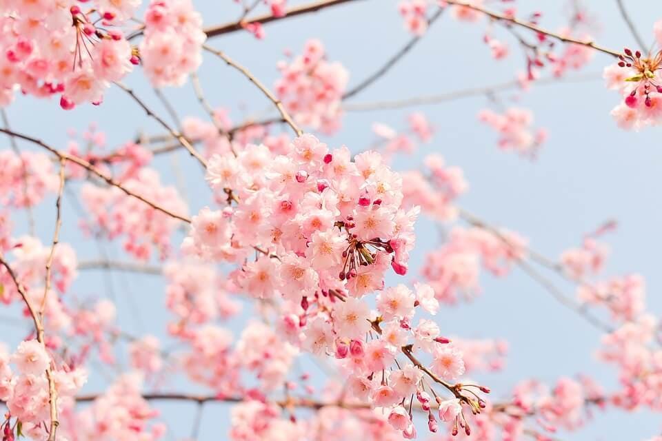 東京に夜桜を見ていこう