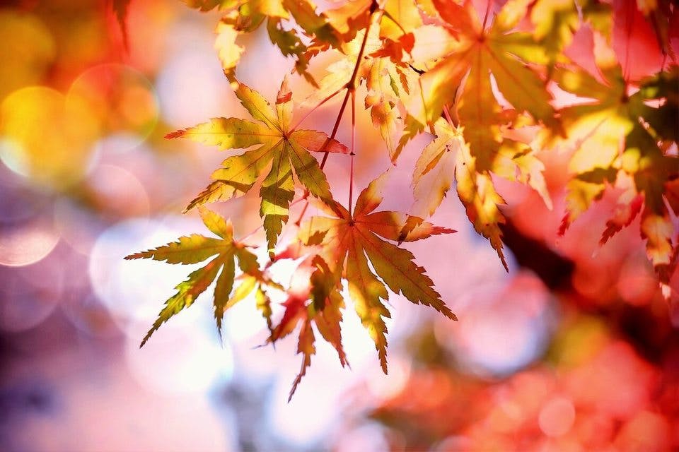 和歌山の紅葉の魅力