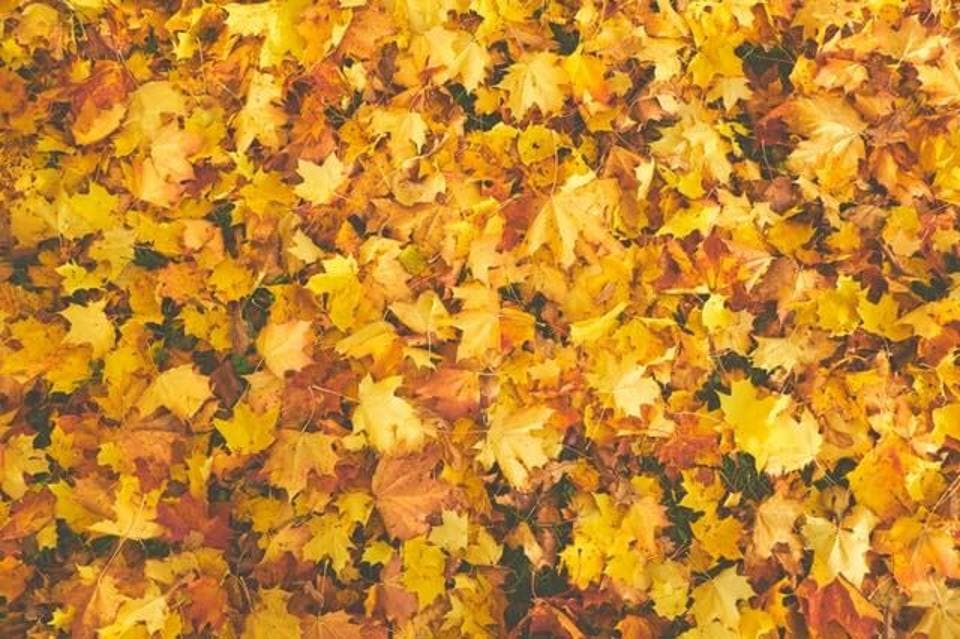 Large autumn autumn colours bright 756903  1 