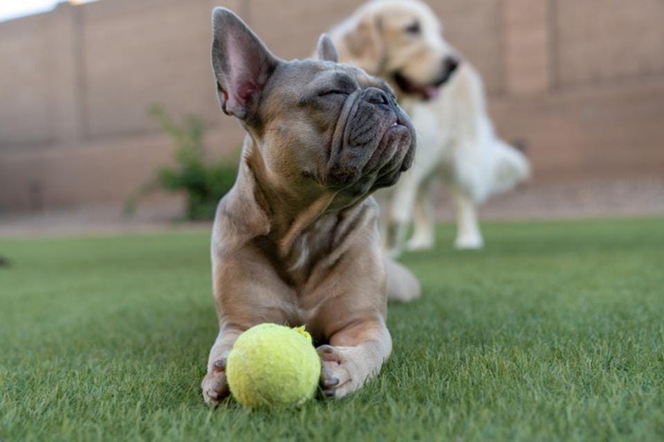 犬とボール