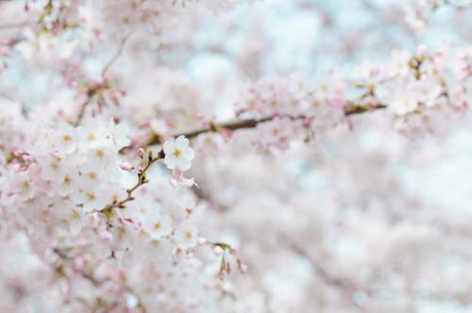 3月下旬～4月上旬に咲く東京の桜