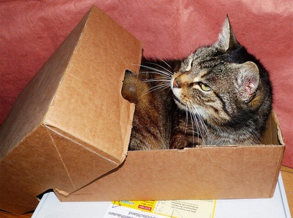 ゆうパック60サイズの箱入り猫