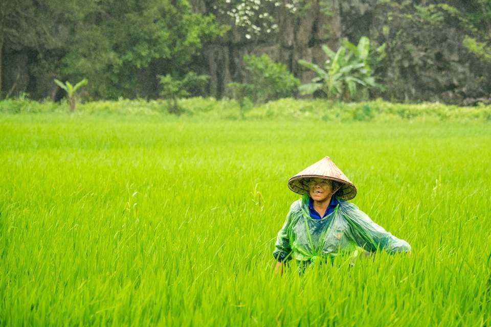 ベトナムの田園風景