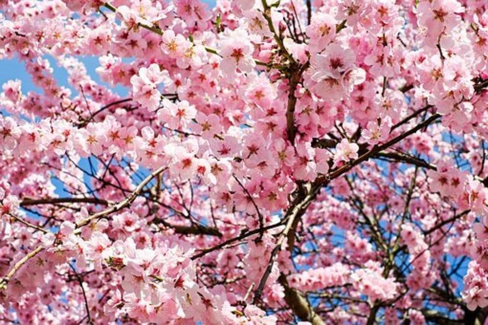 高田公園の桜