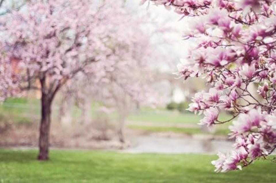 日本三大桜名所として知られる桜