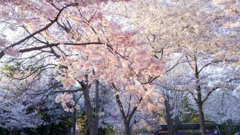 日本五大桜の名所