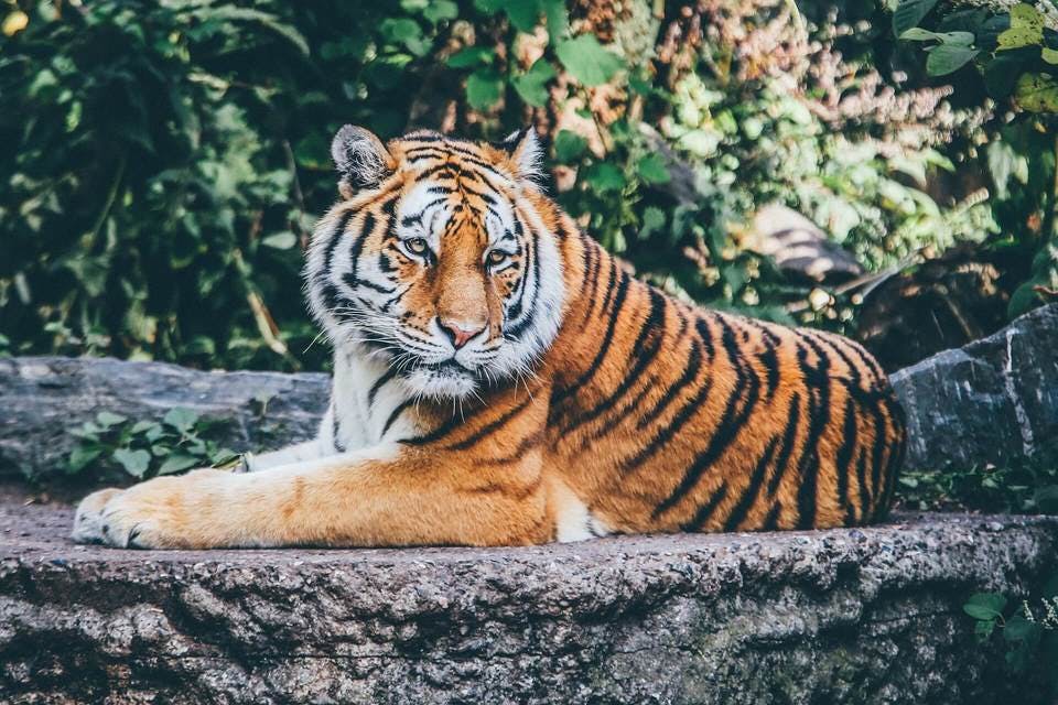 動物園デートで見ておきたい虎