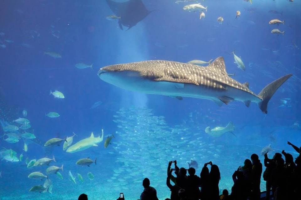 美ら海水族館