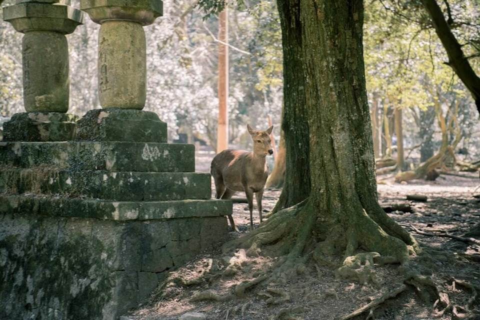 奈良神社（春日大社）