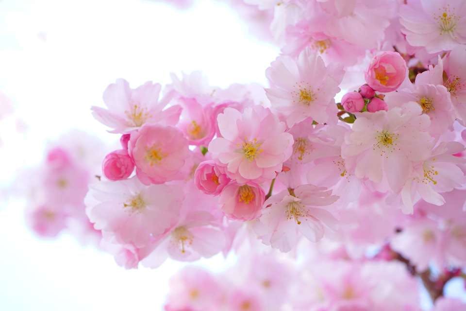 桜とペーパーフラワーの作り方