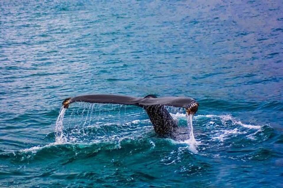 ホエールウォッチングのクジラ