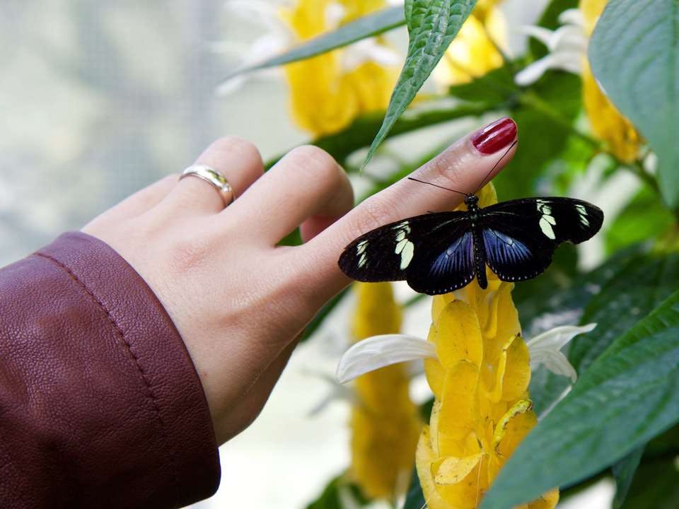メッセージを持つ黒い蝶