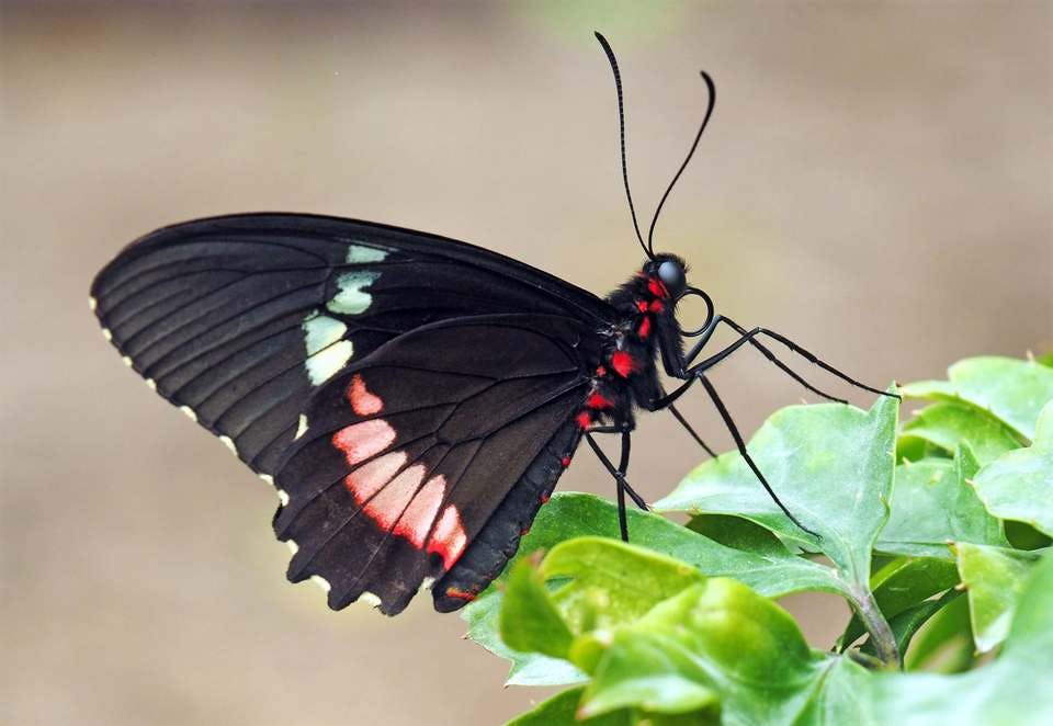 黒い蝶々のスピリチュアルな意味と夢に出てきた意味とメッセージを解説