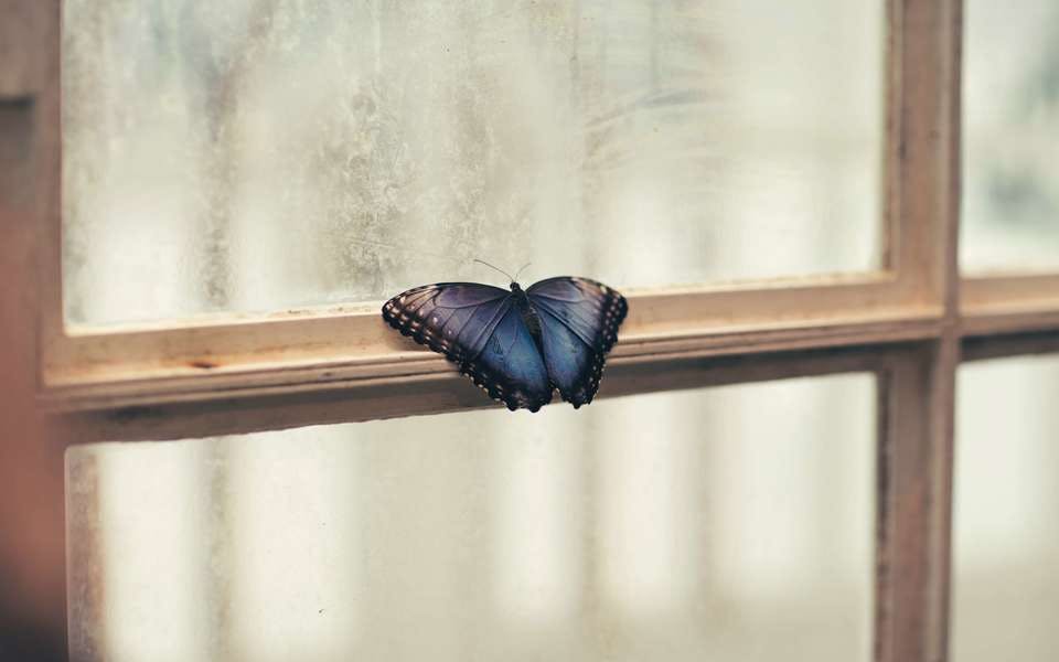 夢の中の黒い蝶