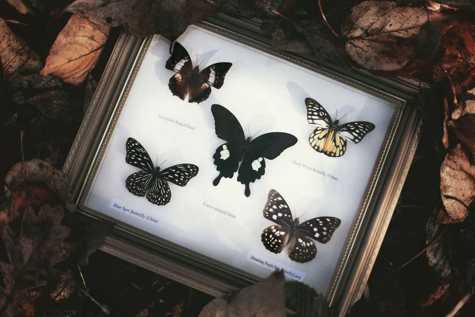 種類豊富な黒い蝶