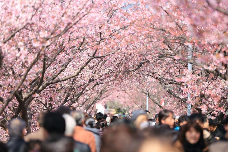 観光客と桜