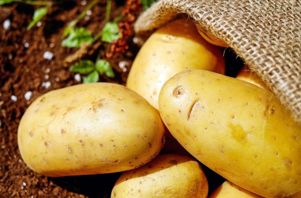 Large close up harvest potatoes 162673