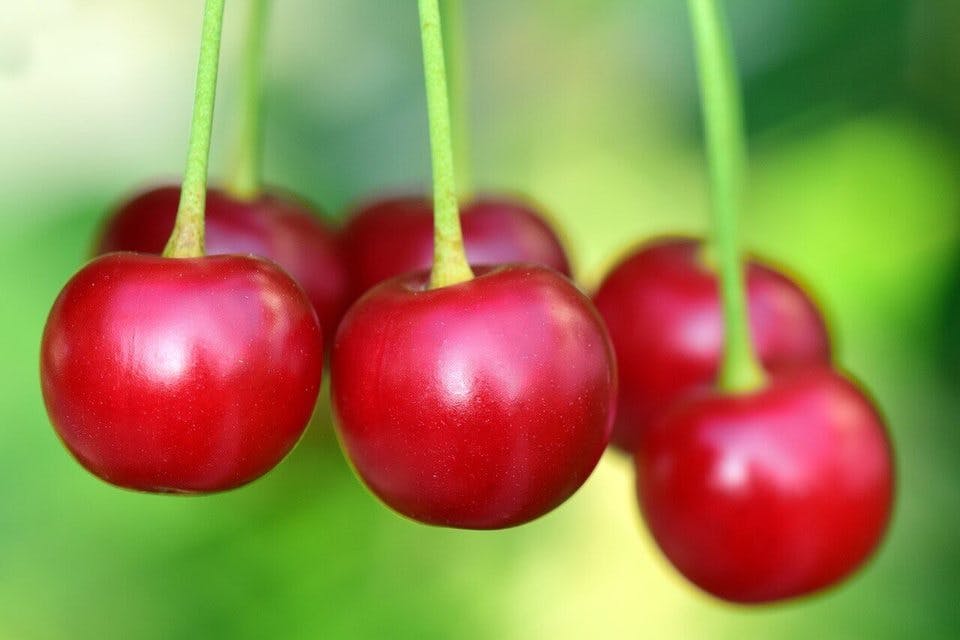 Large cherries 3477927 1280  1   1 
