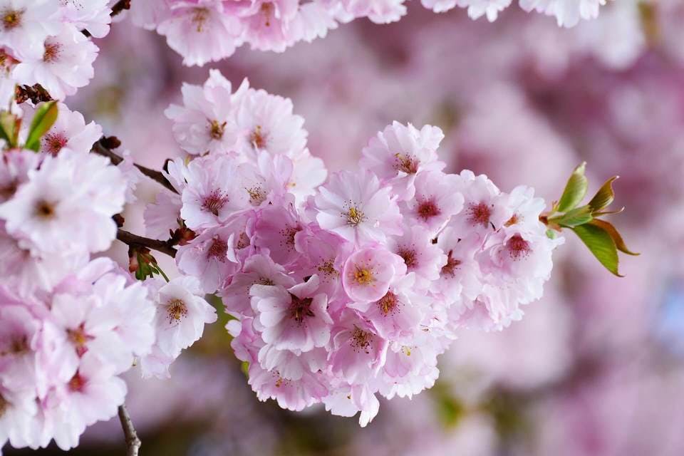 平安美人も愛した桜の花