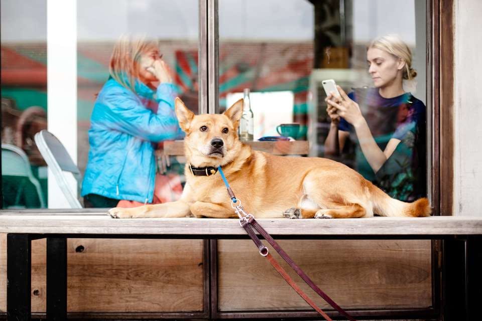 犬とカフェ