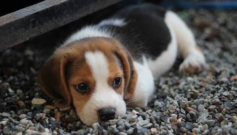 Medium animal beagle canine 460823