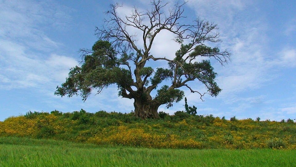 エチオピアの木