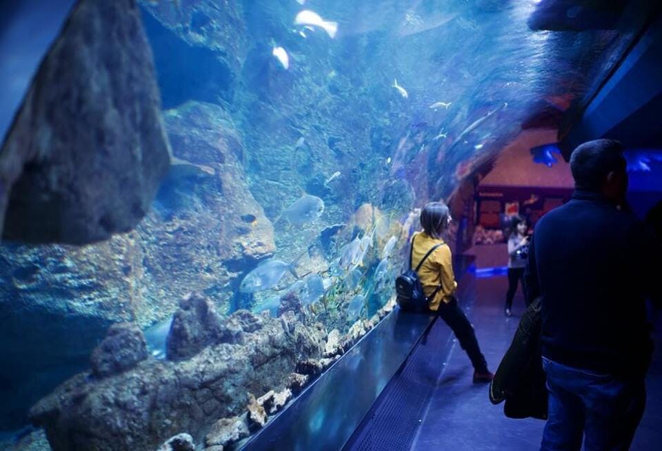 Large aquarium blue deep 1636514