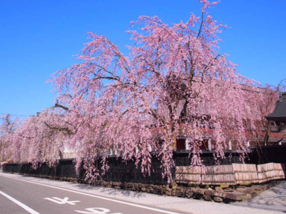 武家屋敷の桜並木