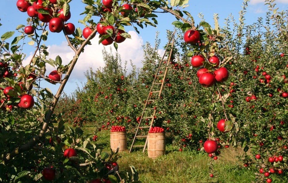 青森のリンゴ畑