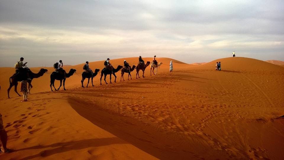 Large camels desert landscape 53537  1 