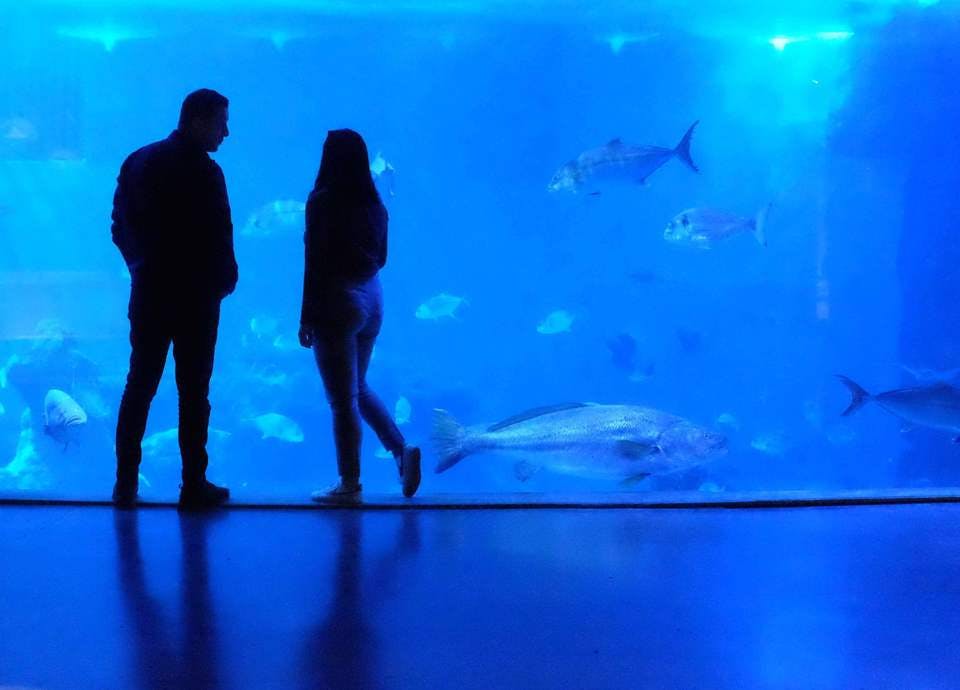 Large aquarium dating