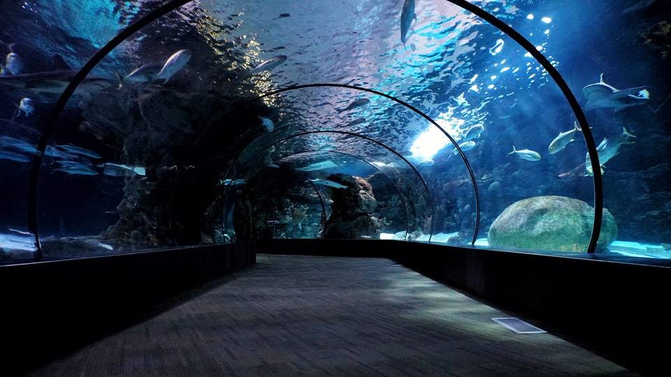 Large aquarium