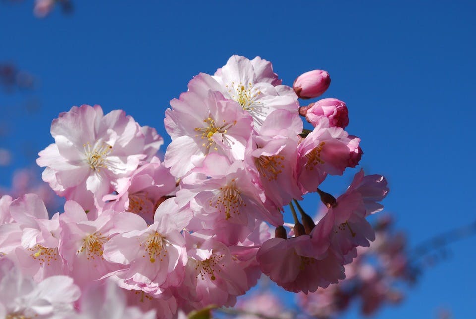 Large cherry blossoms 1265243 1920