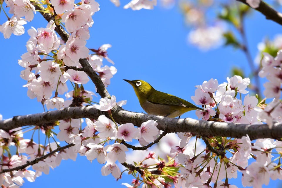 桜