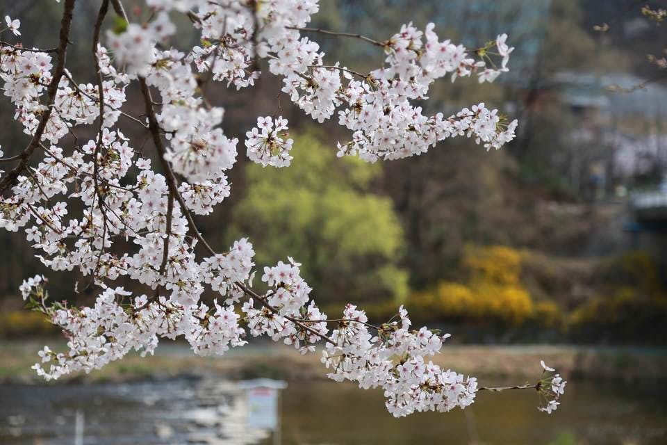 池のほとりの桜