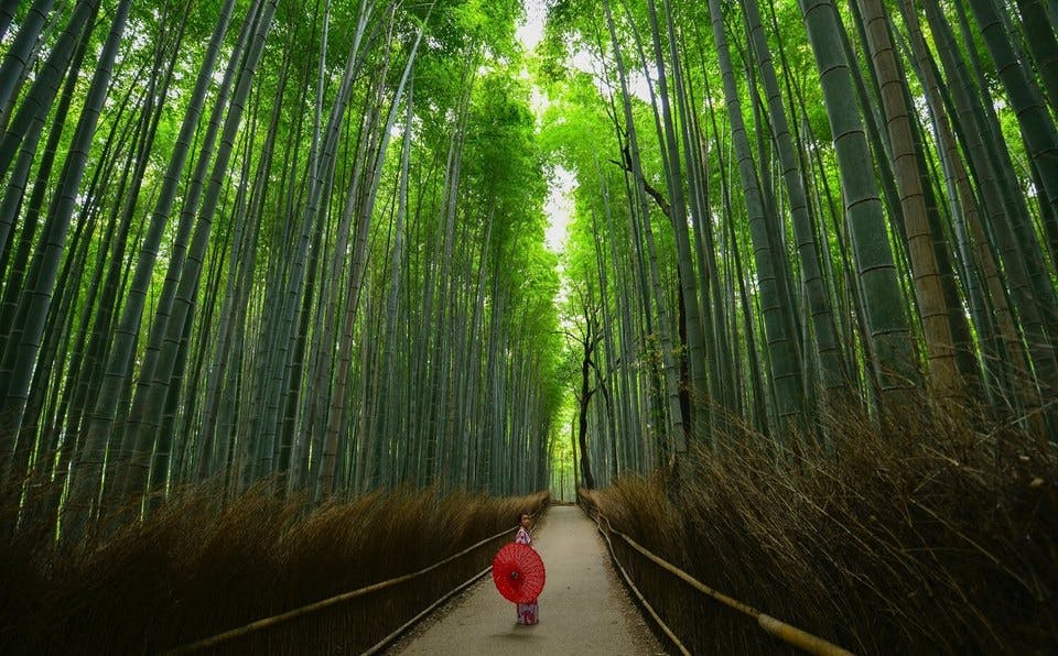 京都の竹林を歩く女性