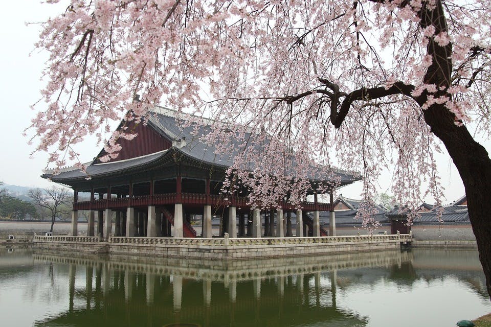 ソウルの桜