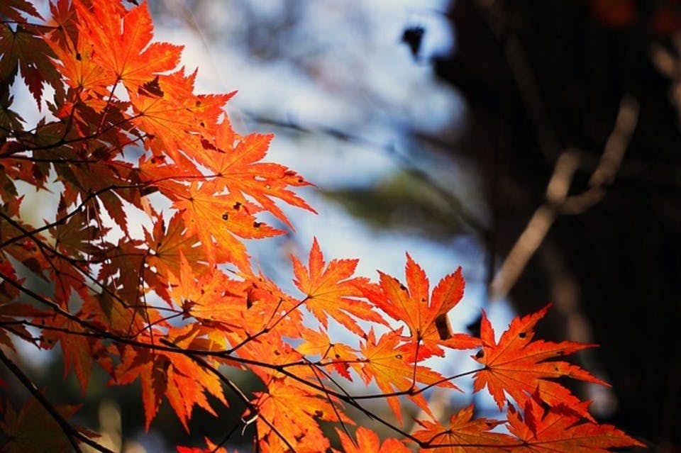 11月に見頃を迎える静岡の紅葉