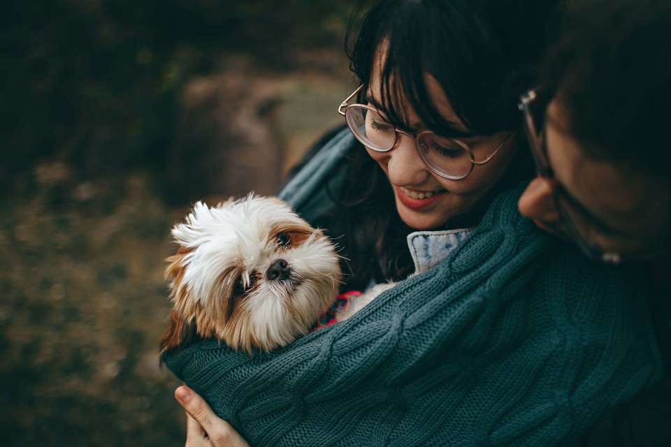 シジミ目の犬