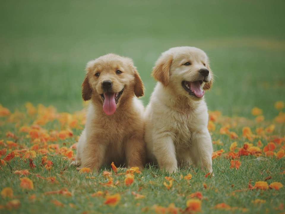 シジミ目の子犬