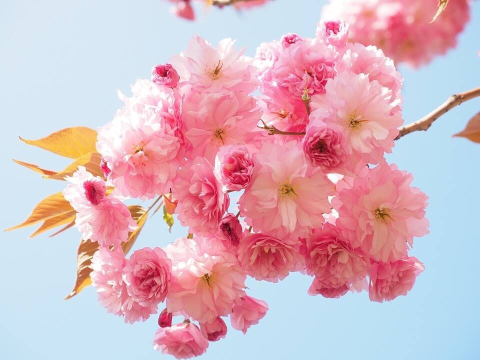 Large cherry blossom 1260641 960 720  1 