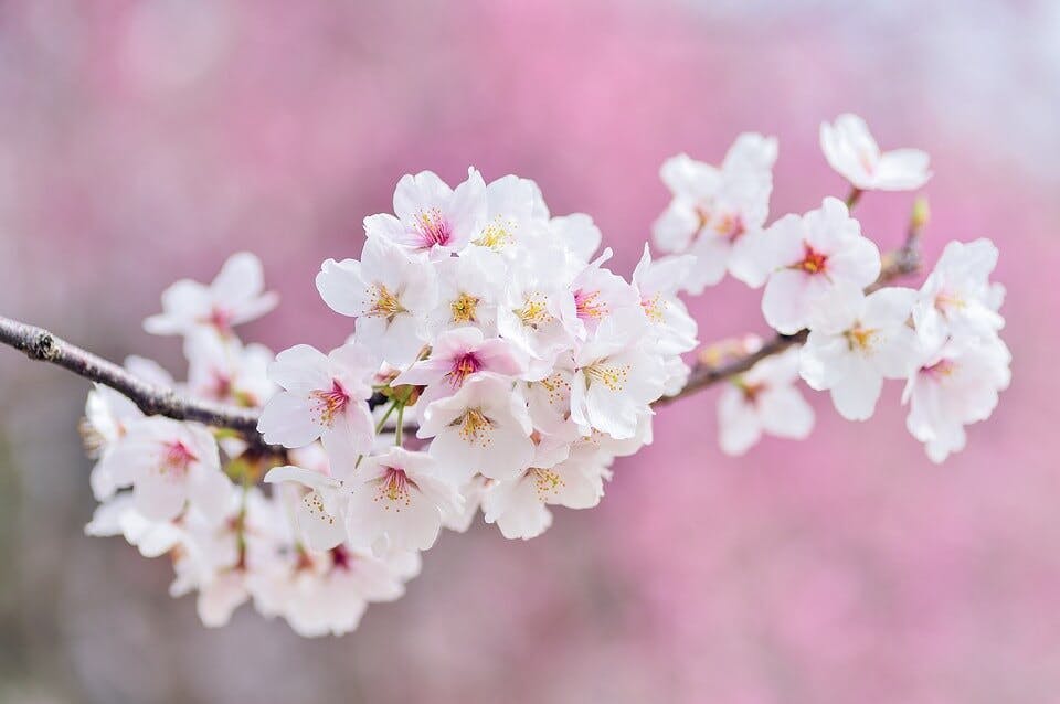 千葉県の桜の名所
