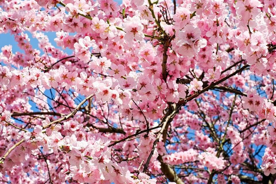 茨城県の桜の名所