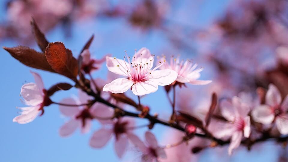 栃木県の桜の名所