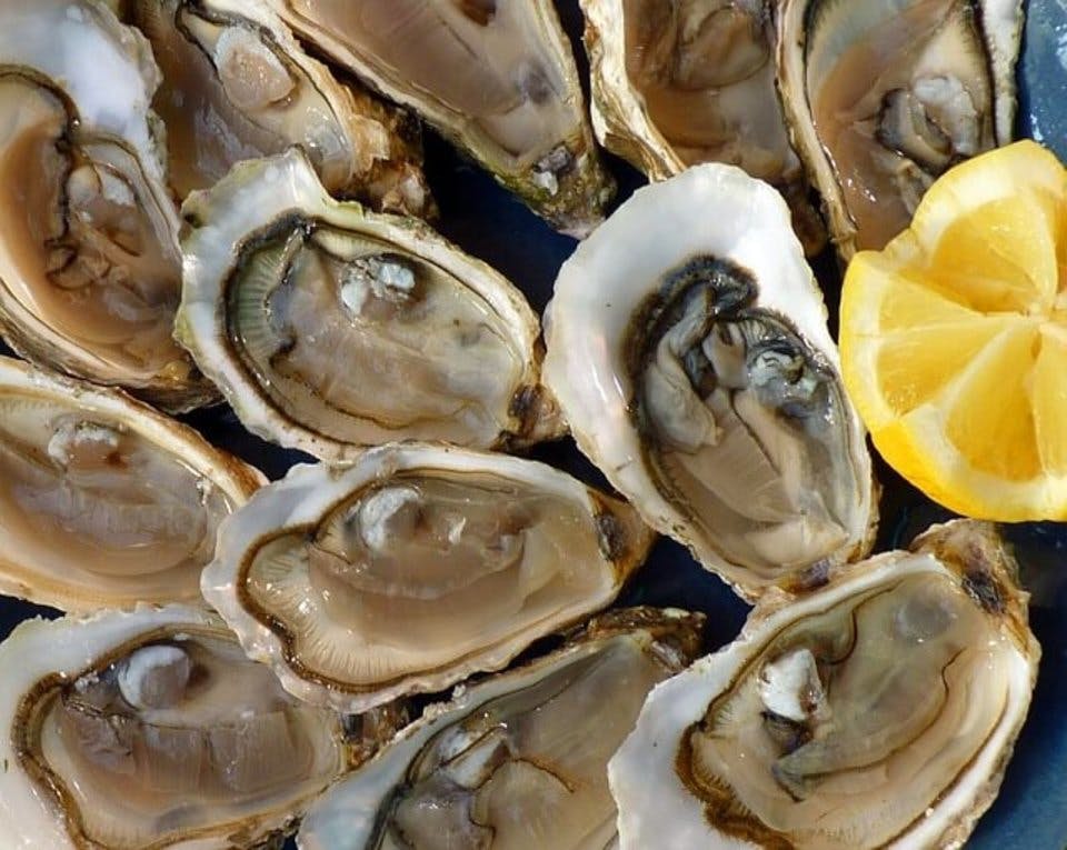 Large oysters 1958668 640  1 